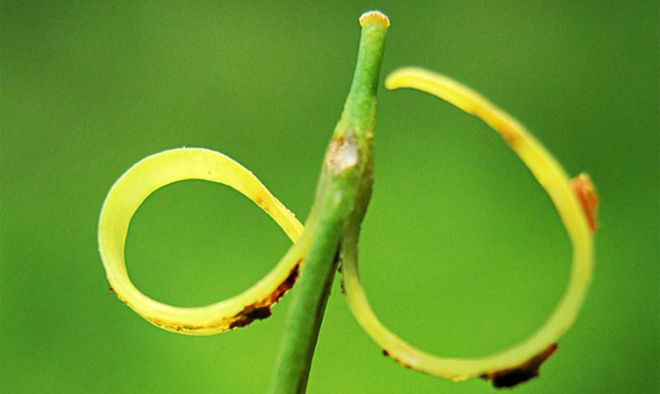 v Cardamine des près (Crédits : CTSPM)