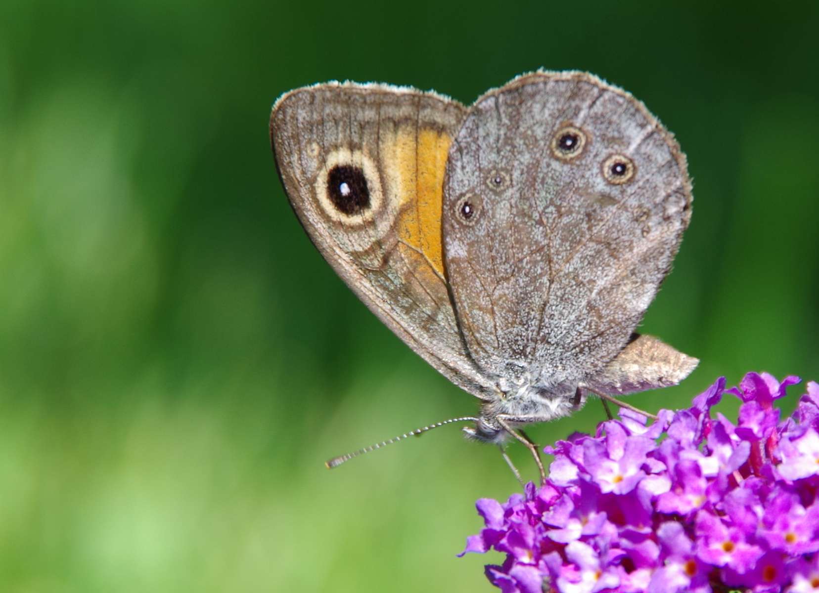 Lasiommata maera ©Aah-Yeah - Flickr Lasiommata maera ©Aah-Yeah - Flickr