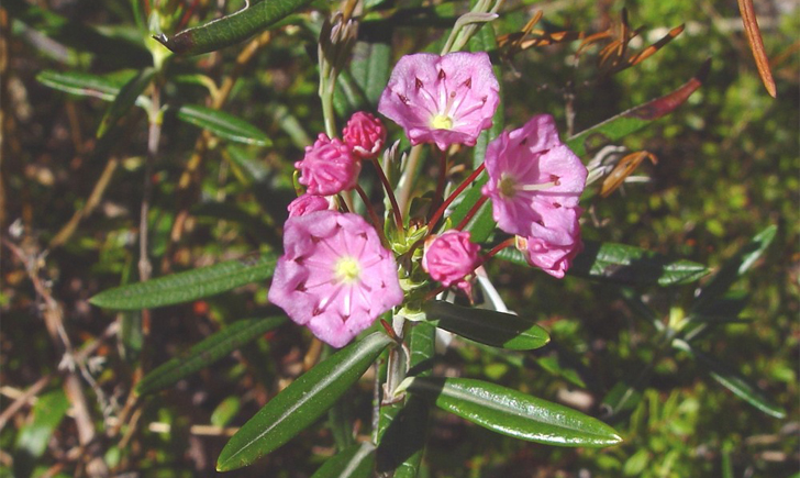 Kalmia à feuilles d'Andromède (Crédits : CTSPM) Kalmia à feuilles d'Andromède (Crédits : CTSPM)