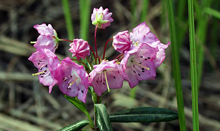 Kalmia à feuilles d'Andromède (Crédits : CTSPM) Kalmia à feuilles d'Andromède (Crédits : CTSPM)
