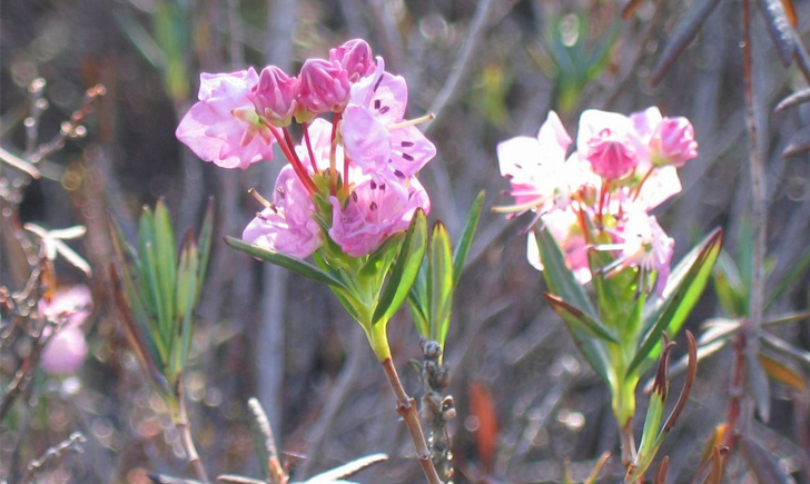Kalmia à feuilles d'Andromède (Crédits : CTSPM) Kalmia à feuilles d'Andromède (Crédits : CTSPM)