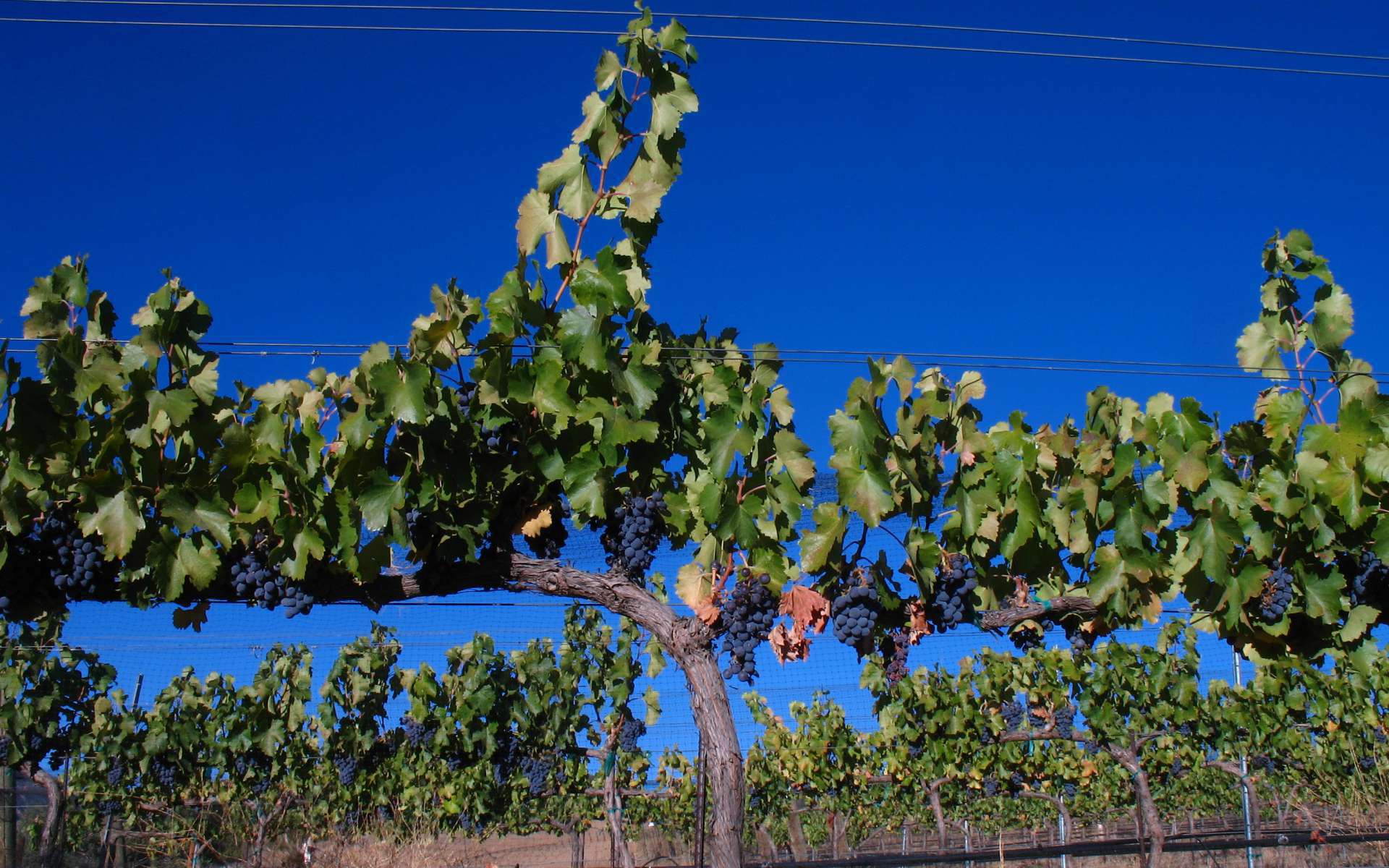 Vigne cépage Grenache (Crédits : Josh McFadden) Vigne cépage Grenache (Crédits : Josh McFadden)