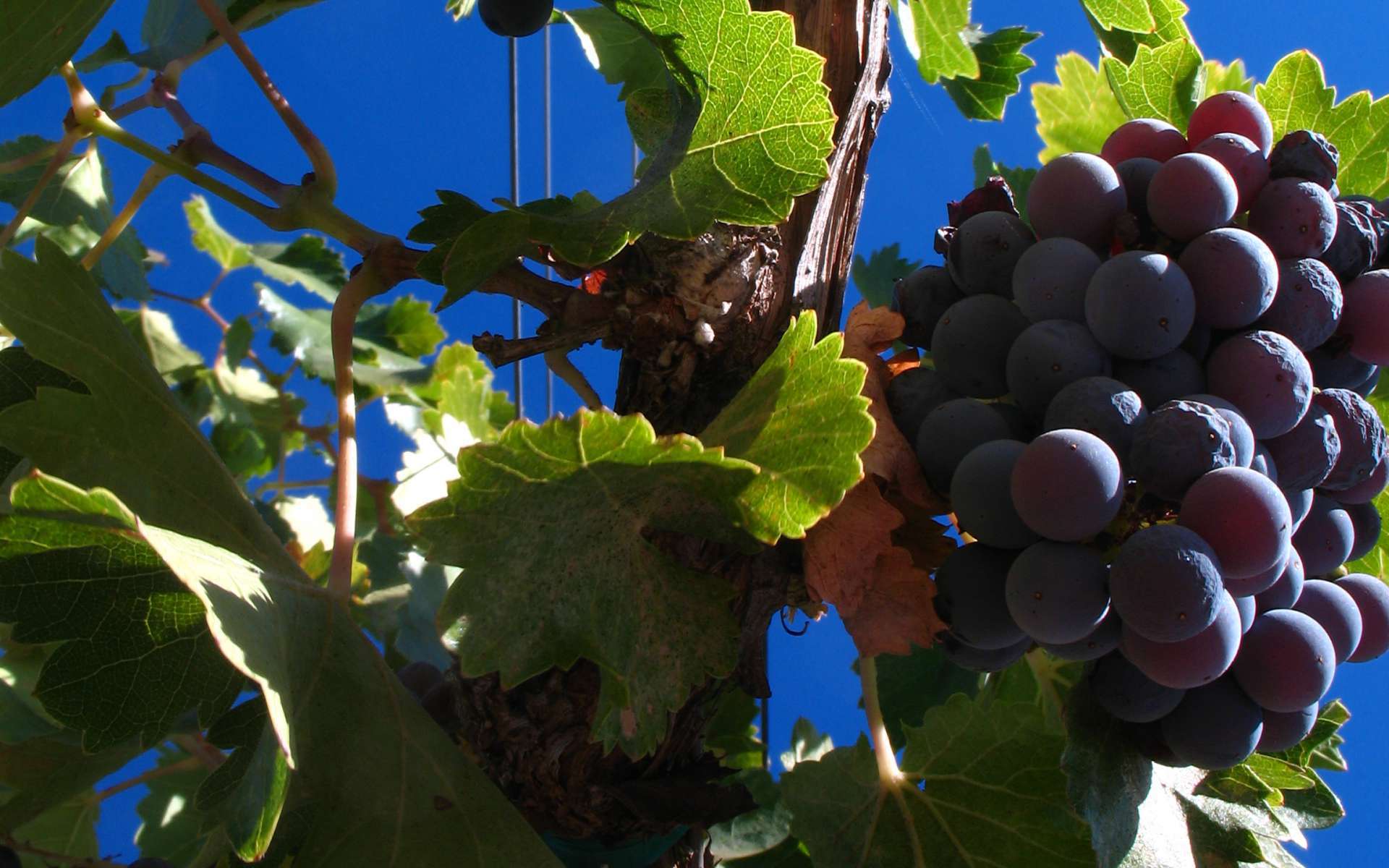 Vigne cépage Grenache (Crédits : Josh McFadden) Vigne cépage Grenache (Crédits : Josh McFadden)