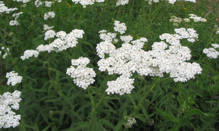 Achilée Millefeuille (crédit: SPM) Achilée Millefeuille (crédit: SPM)