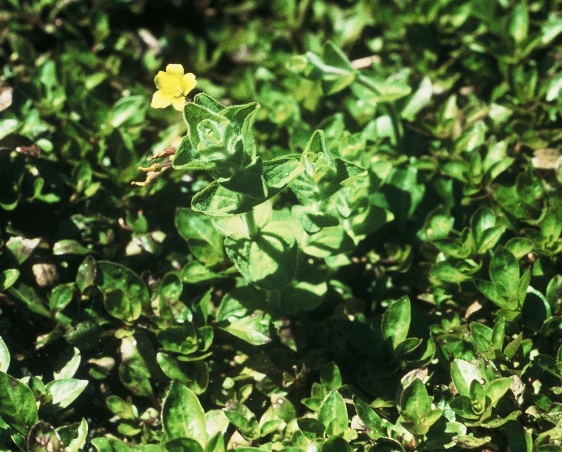 Millepertuis des marais - Hypericum elodes Millepertuis des marais - Hypericum elodes