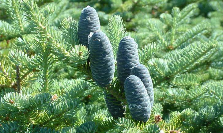 Sapin baumier cône femelle (Crédits : CTSPM) Sapin baumier (Crédits : CTSPM)
