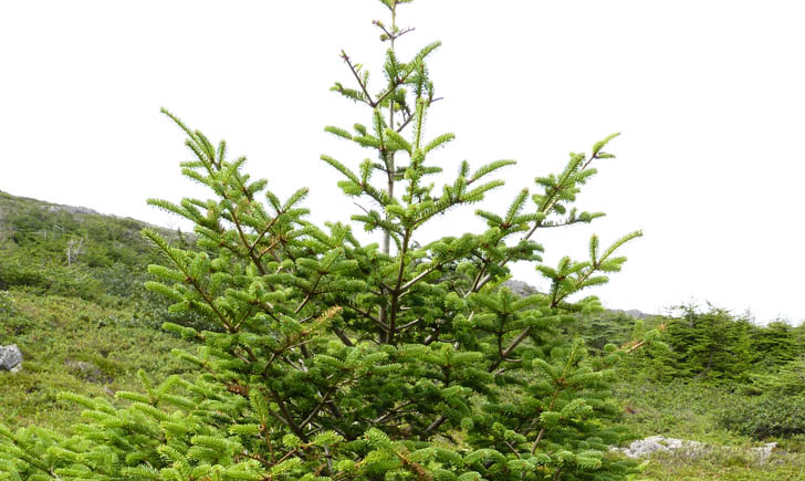 Sapin baumier_MNESPM Sapin baumier_MNESPM