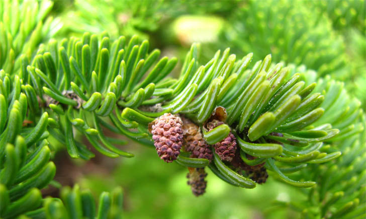Sapin baumier fleurs mâles_MNESPM Sapin baumier fleurs mâles_MNESPM