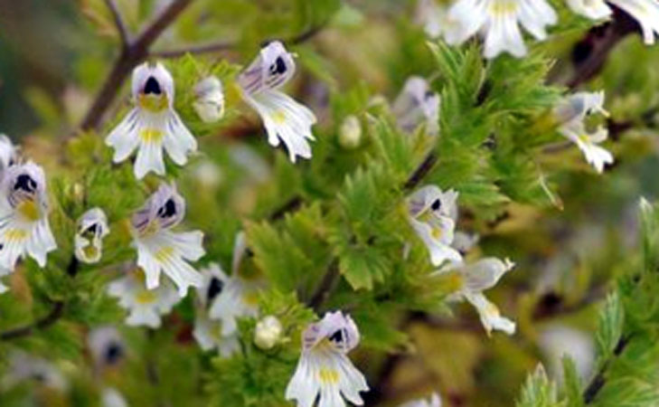 euphraise des bois euphrasia nemorosa crédit: CTSPM euphraise des bois euphrasia nemorosa crédit: CTSPM