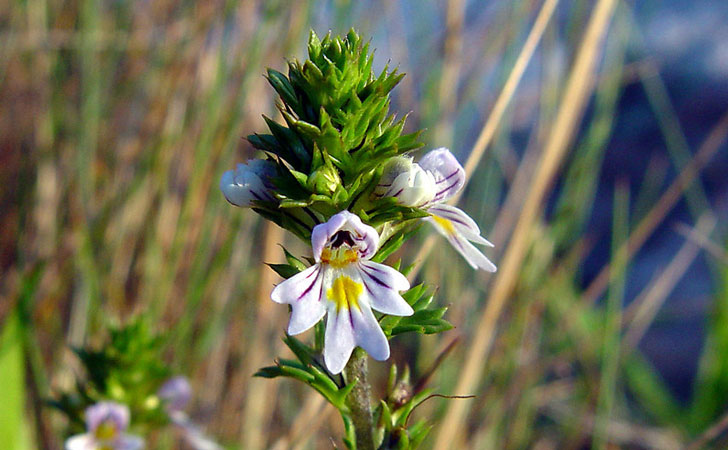euphraise des bois euphrasia nemorosa crédit: CTSPM euphraise des bois euphrasia nemorosa crédit: CTSPM