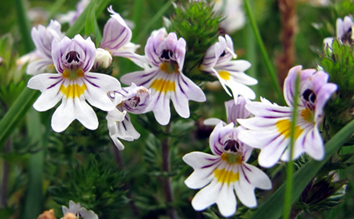 euphraise des bois euphrasia nemorosa crédit: CTSPM euphraise des bois euphrasia nemorosa crédit: CTSPM