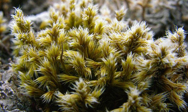 mousse racomitrium lanuginosum crédit: CTSPM mousse racomitrium lanuginosum crédit: CTSPM
