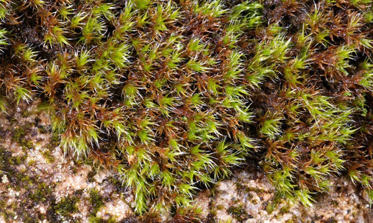 mousse racomitrium lanuginosum crédit: CTSPM mousse racomitrium lanuginosum crédit: CTSPM