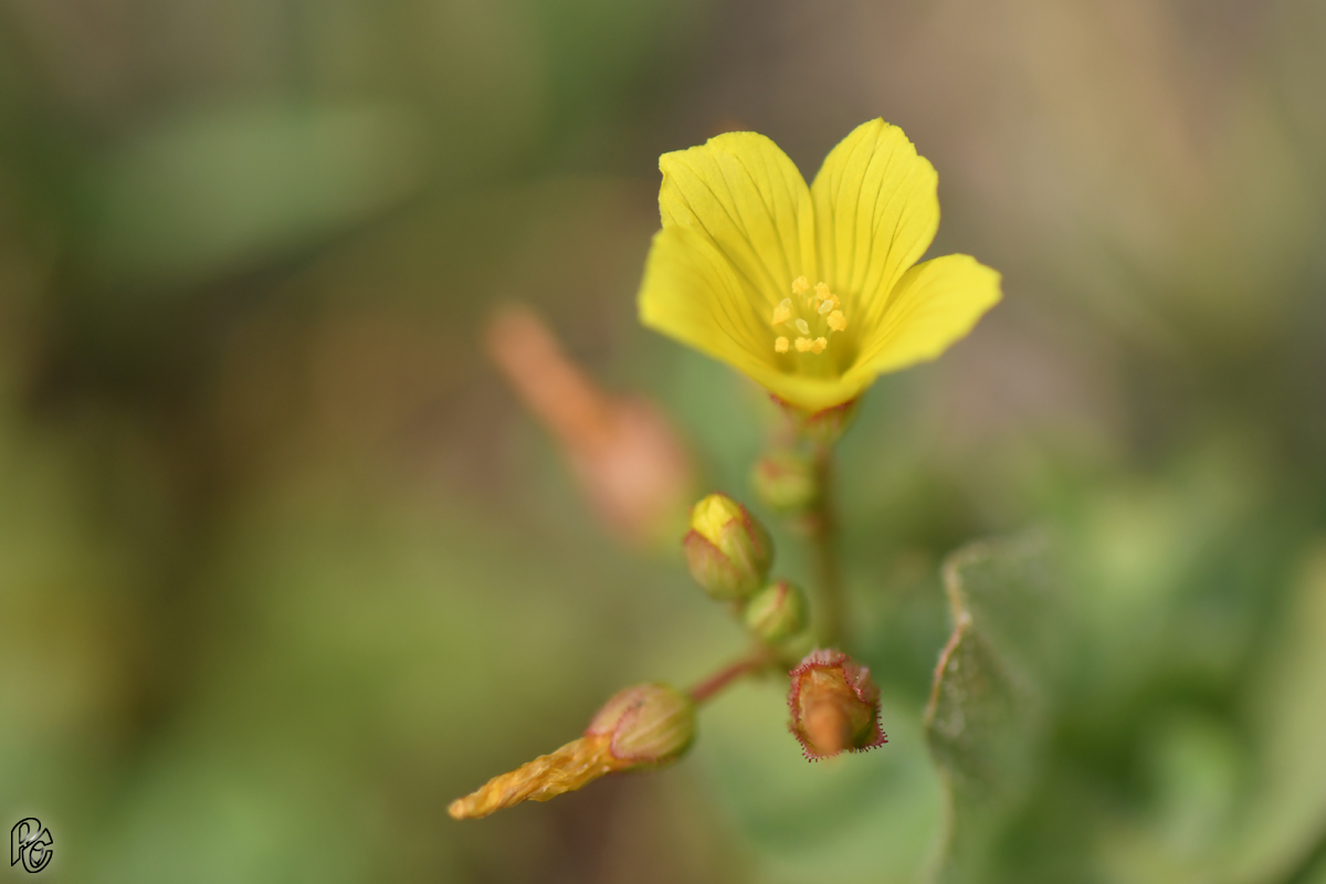 Millepertuis des marais - Hypericum elodes Millepertuis des marais - Hypericum elodes