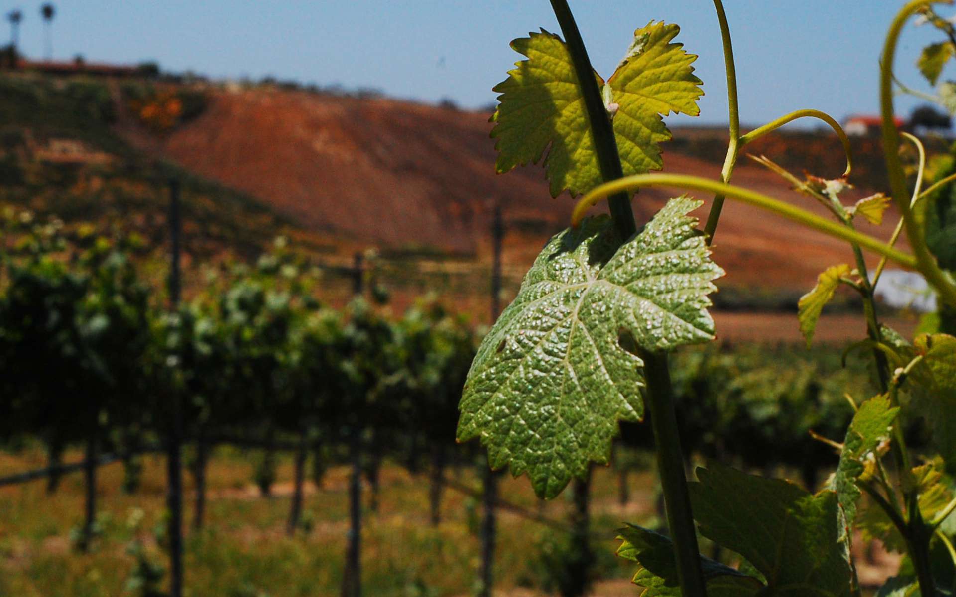 Vigne cépage Grenache - feuille (Crédits : Flickr) Vigne cépage Grenache - feuille (Crédits : Flickr)