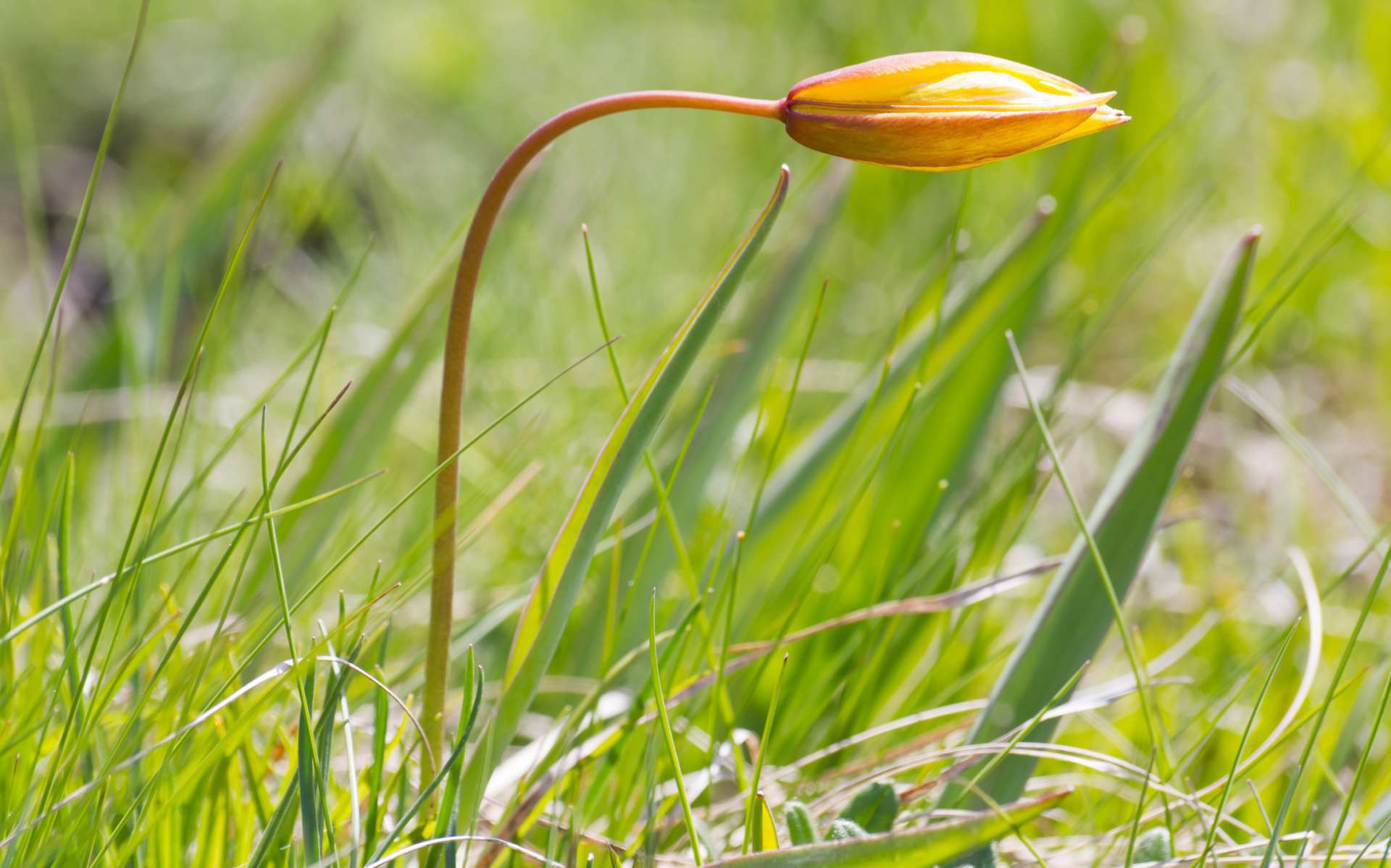 Tulipe australe - vue d'ensemble (Crédits : Flickr) Tulipe australe - vue d'ensemble (Crédits : Flickr)