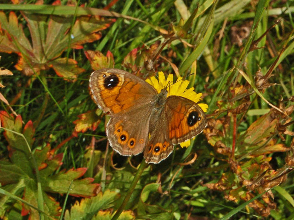 Lasiommata maera ♀ ©Ettore Balocchi - Flickr Lasiommata maera ♀ ©Ettore Balocchi - Flickr
