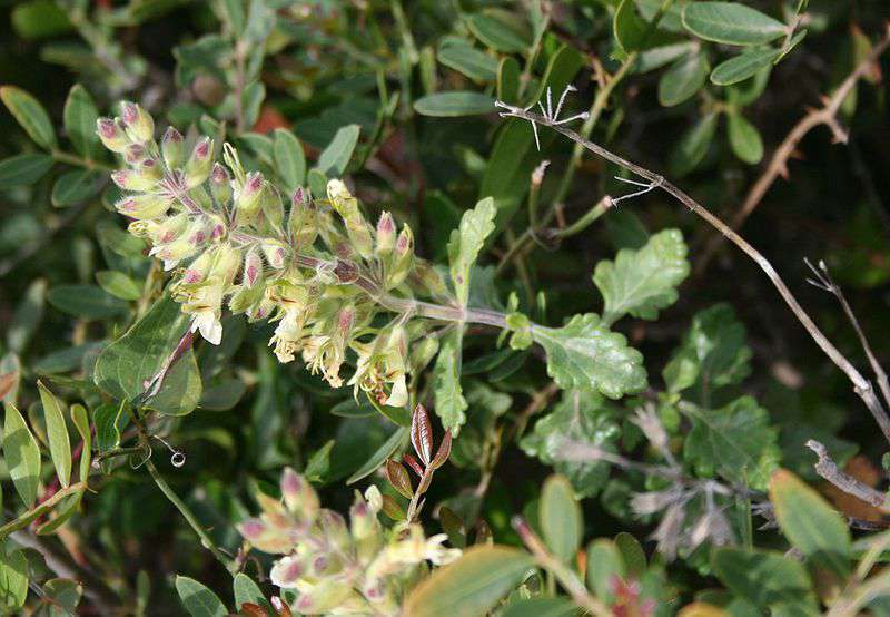 Teucrium flavum Teucrium flavum