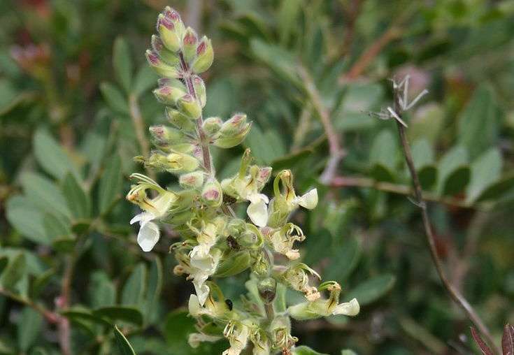 Teucrium flavum Teucrium flavum