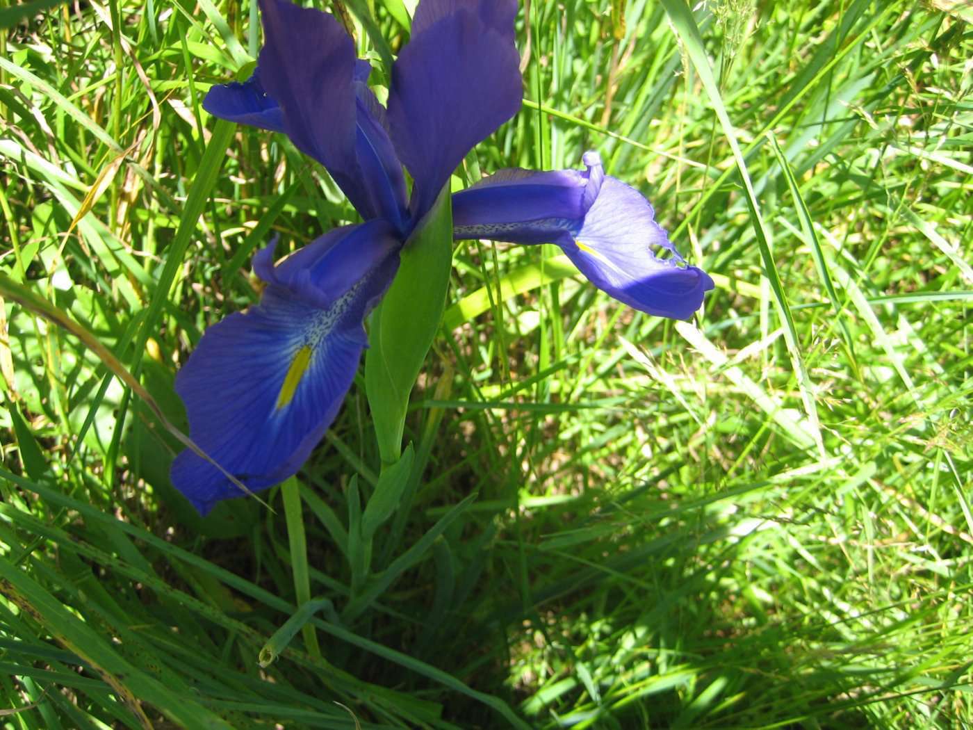 Iris des Pyrénées (crédits: evelyne Liauzun) Iris des Pyrénées (crédits: evelyne Liauzun)
