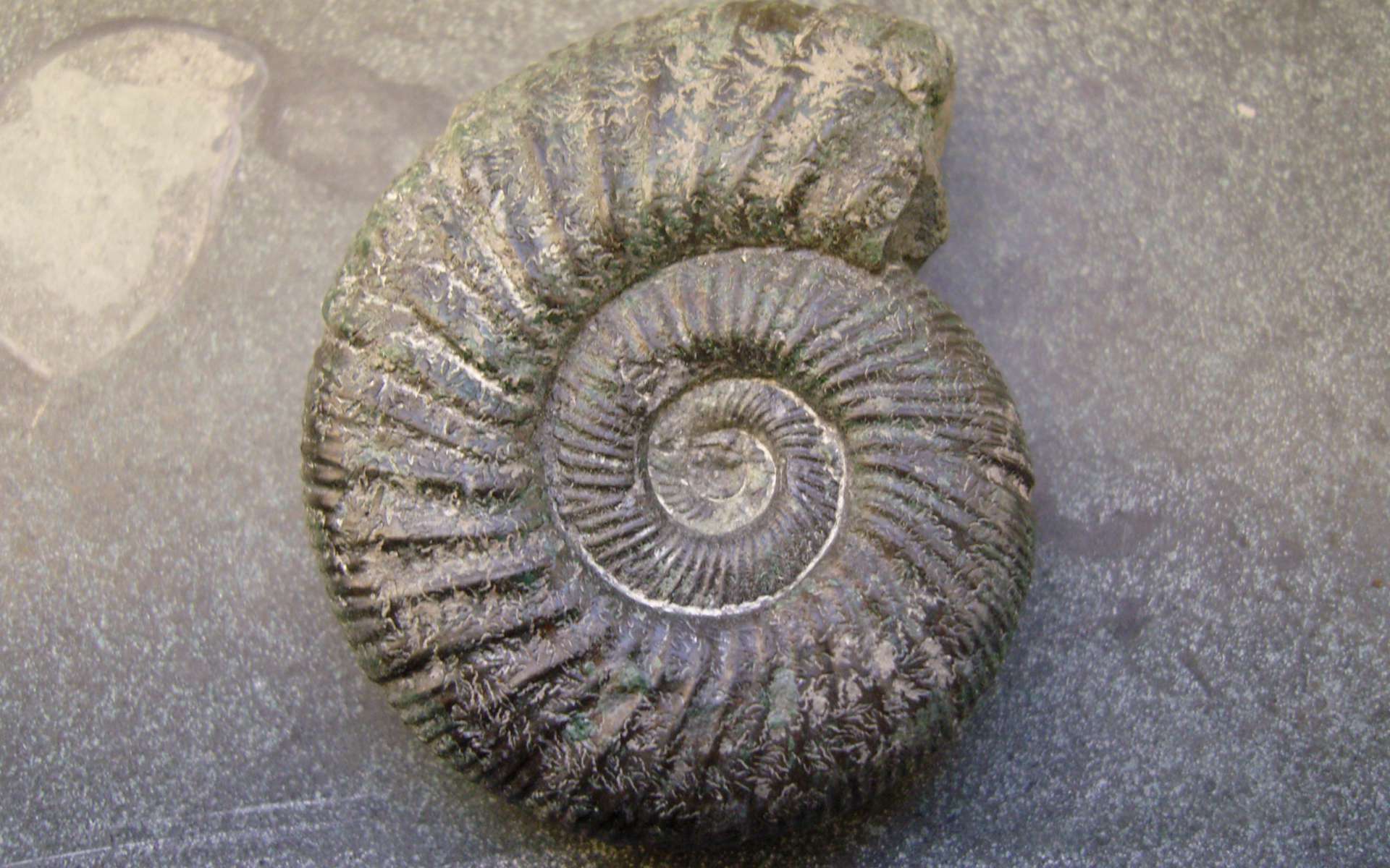 Ammonite (Crédits : Gorissen.M - Flickr) Ammonite (Crédits : Gorissen.M - Flickr)
