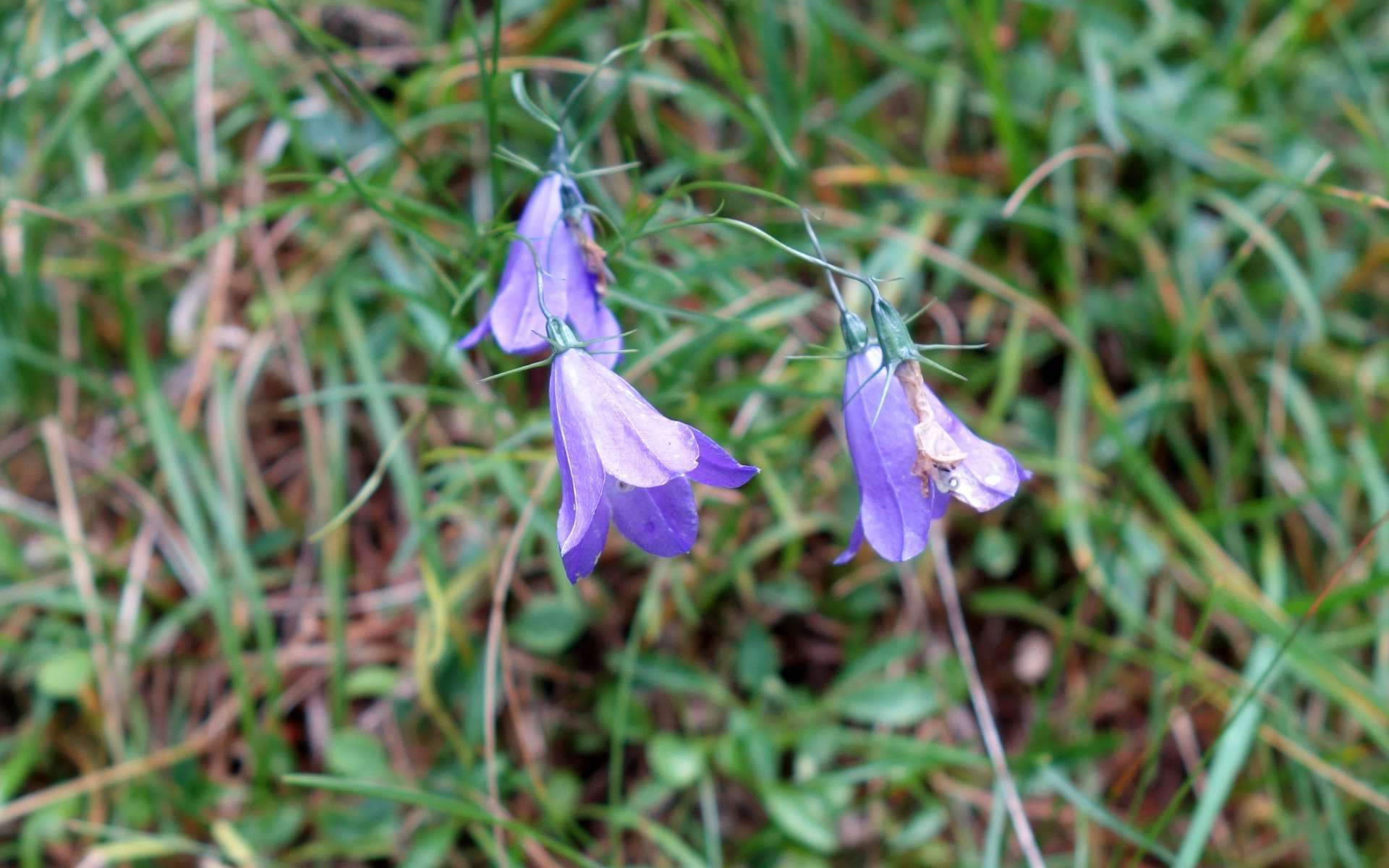 Campanule de Scheuchzer - fleurs (Crédits : Cyril Gautreau) Campanule de Scheuchzer - fleurs (Crédits : Cyril Gautreau)