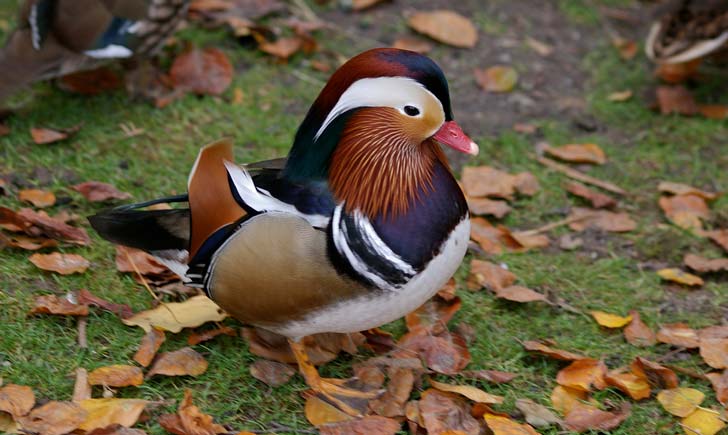 Canard-Mandarin---crédit-Daniel-Jolivet Canard-Mandarin---crédit-Daniel-Jolivet