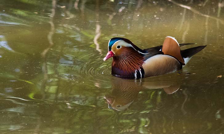 Canard-Mandarin---crédit-Ihagee86 Canard-Mandarin---crédit-Ihagee86