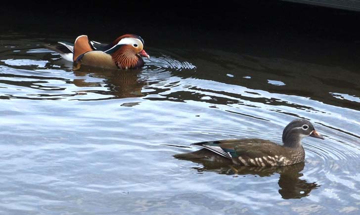 Canard-Mandarin---crédit-Peuplier- Canard-Mandarin---crédit-Peuplier-