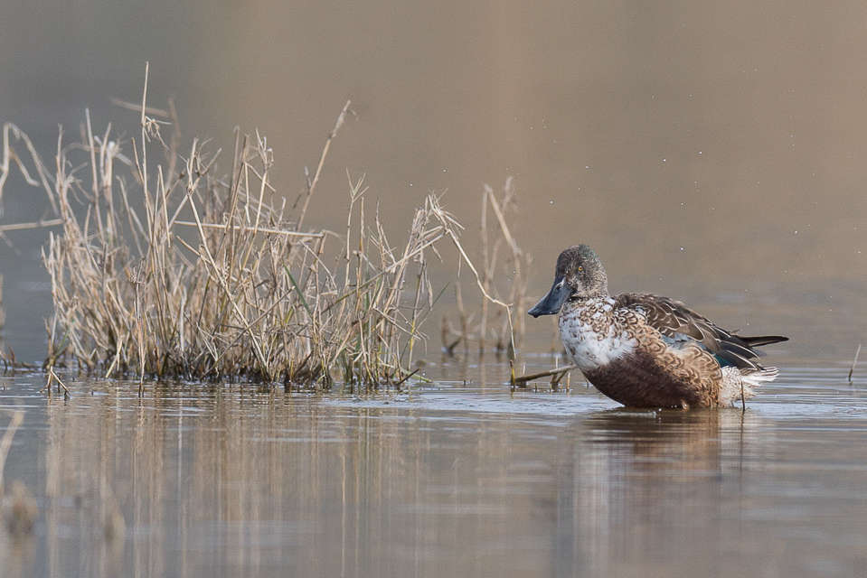 Canard souchet, femelle (Crédits: Guy Magrin) Canard souchet, femelle (Crédits: Guy Magrin)