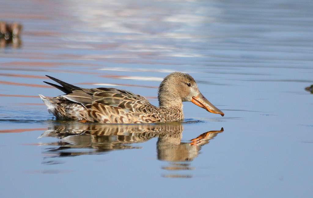 Canard souchet, femelle (Crédits: Luciano_95) Canard souchet, femelle (Crédits: Luciano_95)
