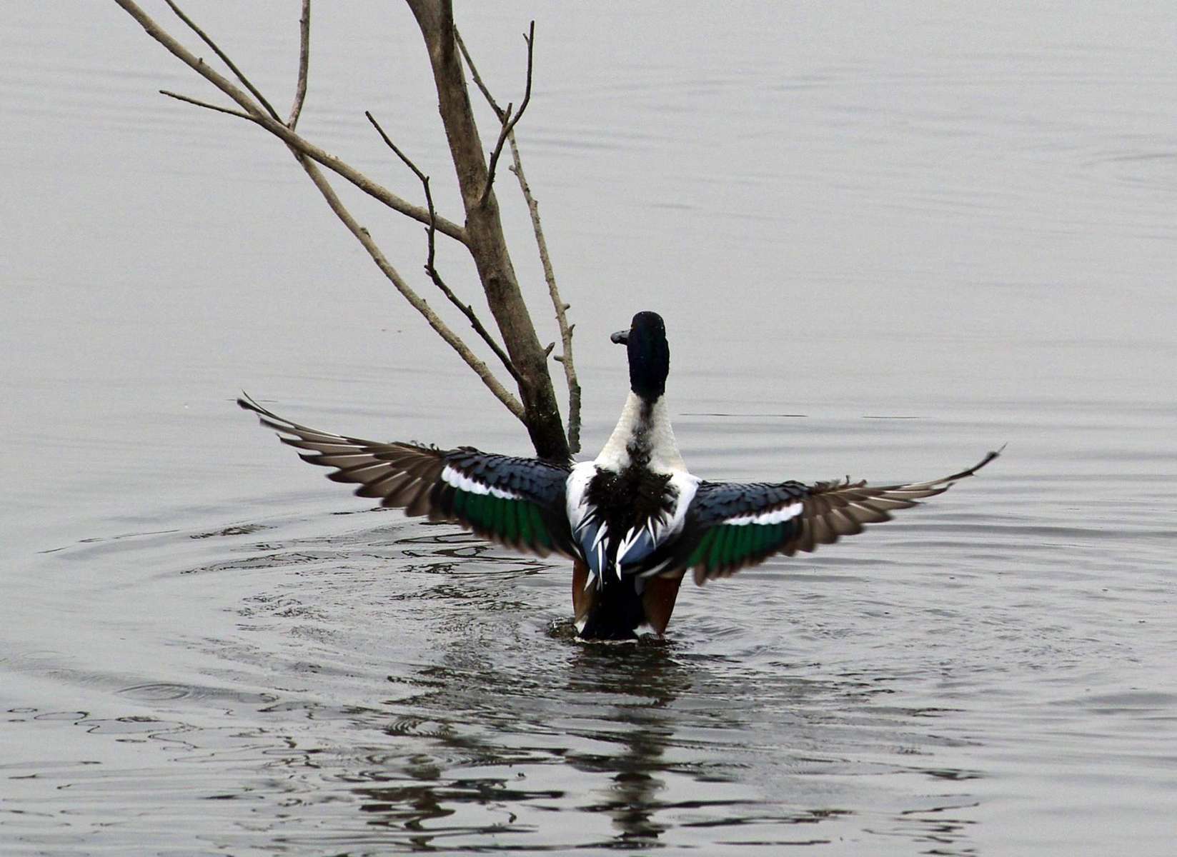 Canard souchet (mâle) Canard souchet (mâle)