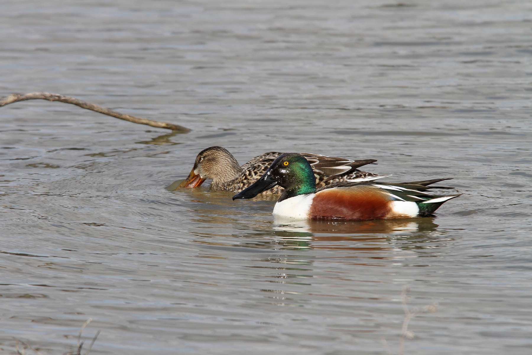 Canard souchet (mâle et femelle) Canard souchet (mâle et femelle)