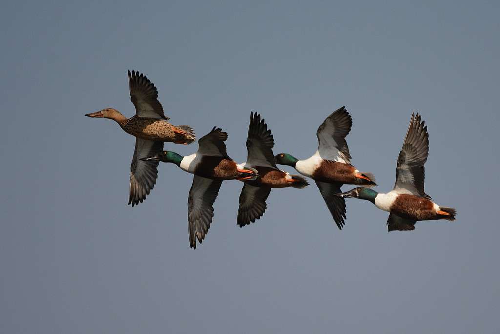 Canard souchet en vol (Crédits: Luciano_95) Canard souchet en vol (Crédits: Luciano_95)