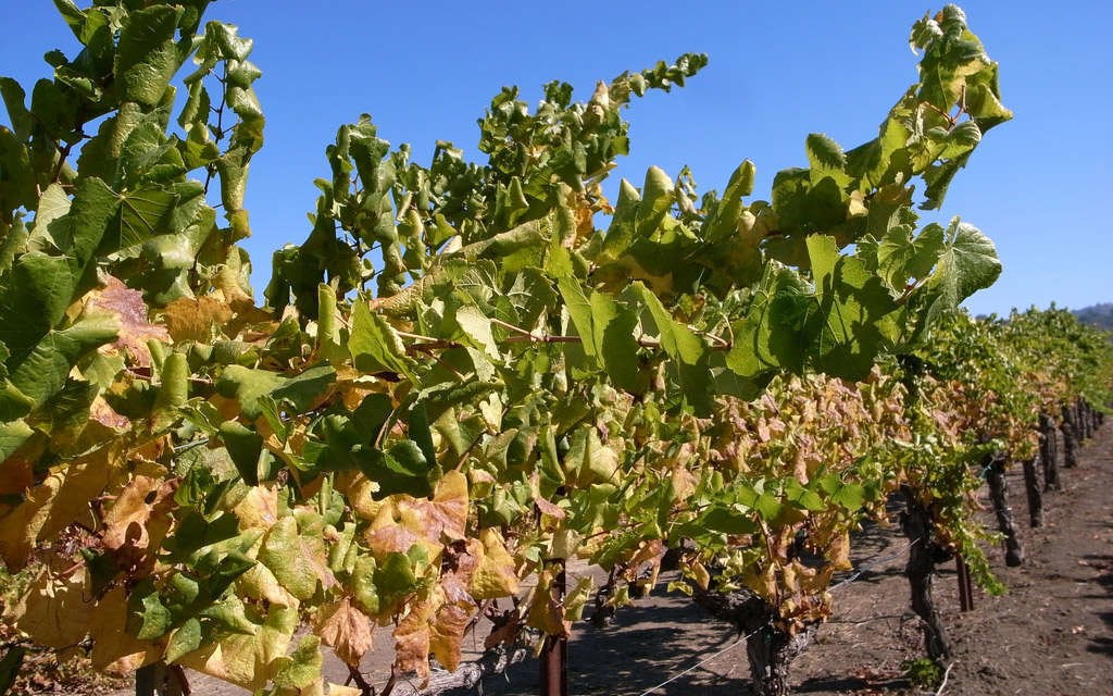 Chardonnay-Cépage---credit-Noatake-Murayama-Flickr Chardonnay-Cépage---credit-Noatake-Murayama-Flickr