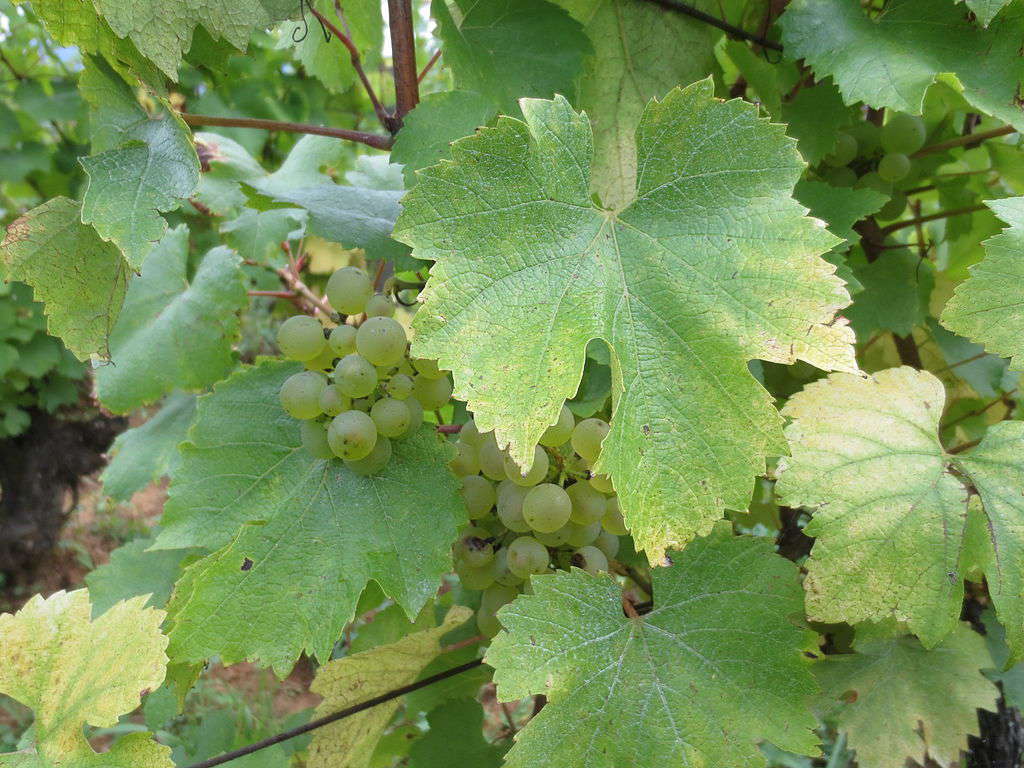 Vigne de chardonnay -credit Atelier nature Vigne de chardonnay -credit Atelier nature