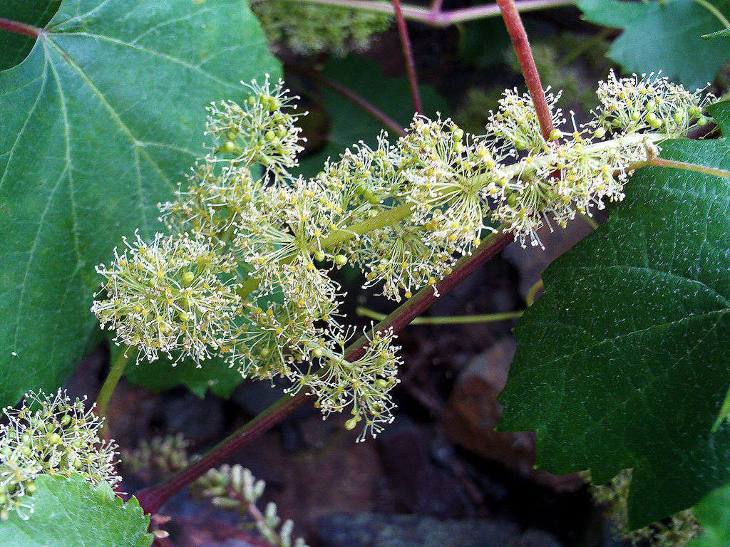 Vigne de chardonnay -credit Atelier nature Vigne de chardonnay -credit Atelier nature
