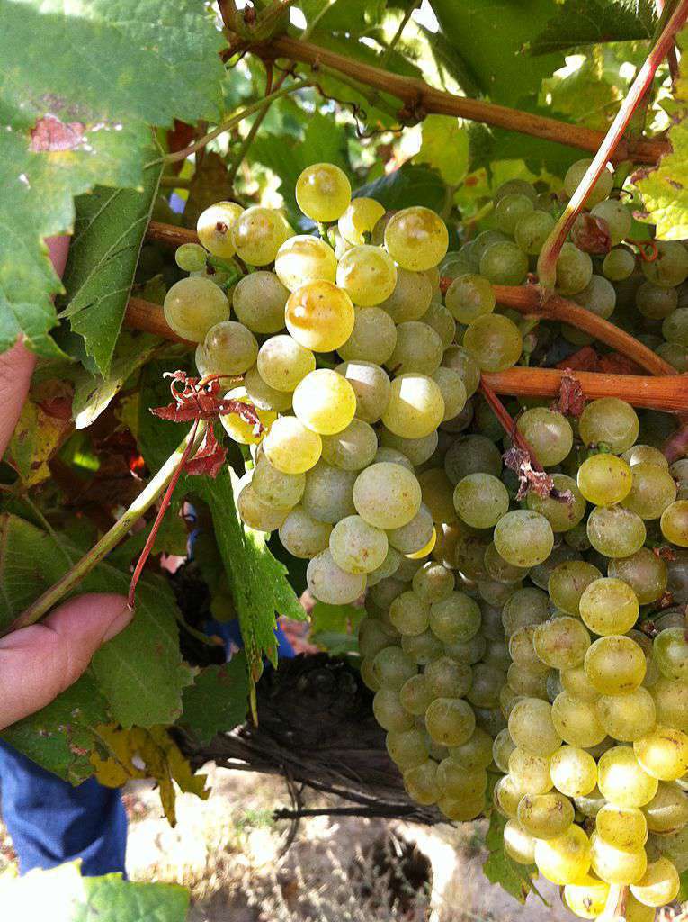 Vigne de chardonnay -credit Atelier nature Vigne de chardonnay -credit Atelier nature
