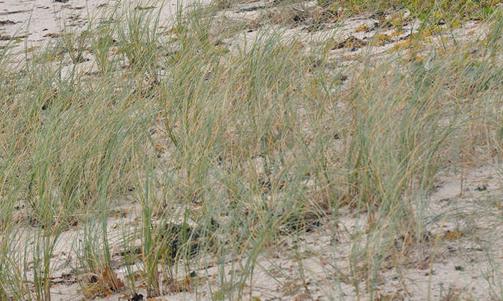 Chiendent des sables (Crédits: Nathalie Delliou) Chiendent des sables (Crédits: Nathalie Delliou)