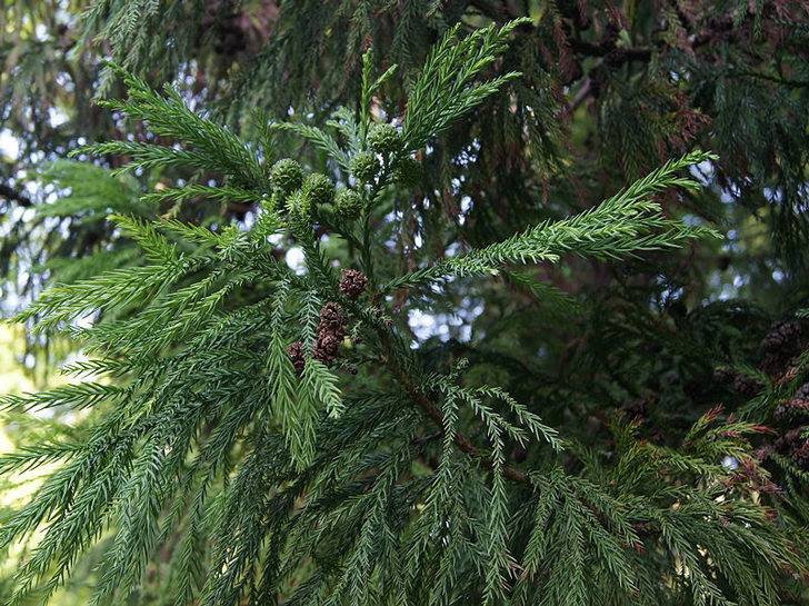 Cryptomeria du Japon (crédits Jebulon) Cryptomeria du Japon (crédits Jebulon)