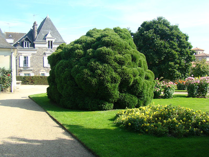 Cryptomeria du Japon (crédits Abujoy) Cryptomeria du Japon (crédits Abujoy)