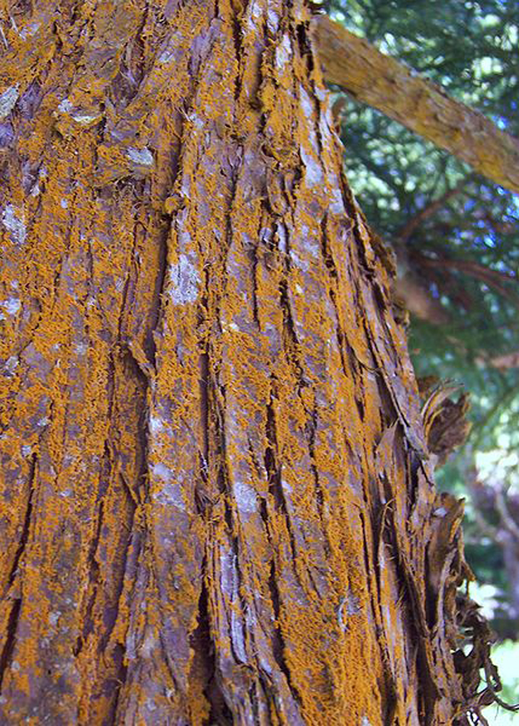 Cryptomeria du Japon (crédits B.Navez) Cryptomeria du Japon (crédits B.Navez)