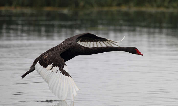 Cygne noir (Crédits: Ed Dunens - flickr) Cygne noir (Crédits: Ed Dunens - flickr)