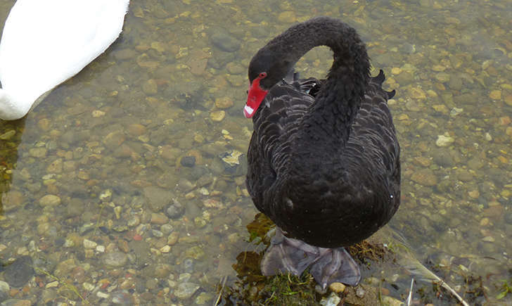 Cygne noir (Crédits: Stéphanie Ritz) Cygne noir (Crédits: Stéphanie Ritz)