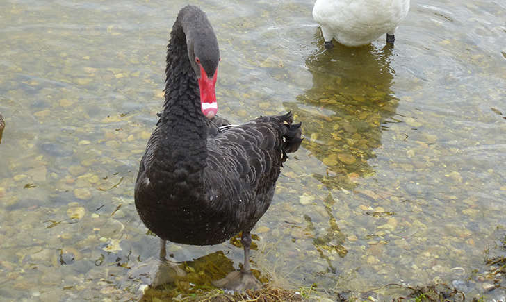 Cygne noir (Crédits: Stéphanie Ritz) Cygne noir (Crédits: Stéphanie Ritz)