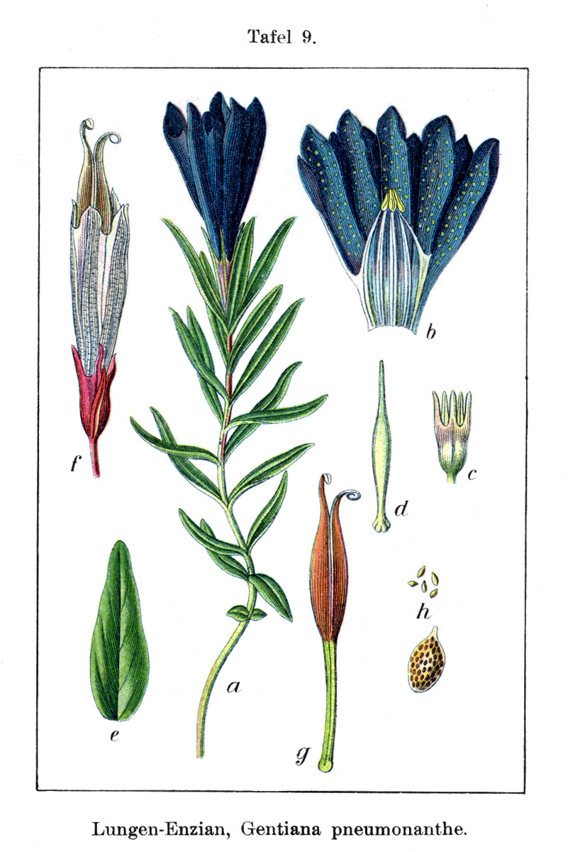 Gentiane pneumonanthe Gentiane pneumonanthe