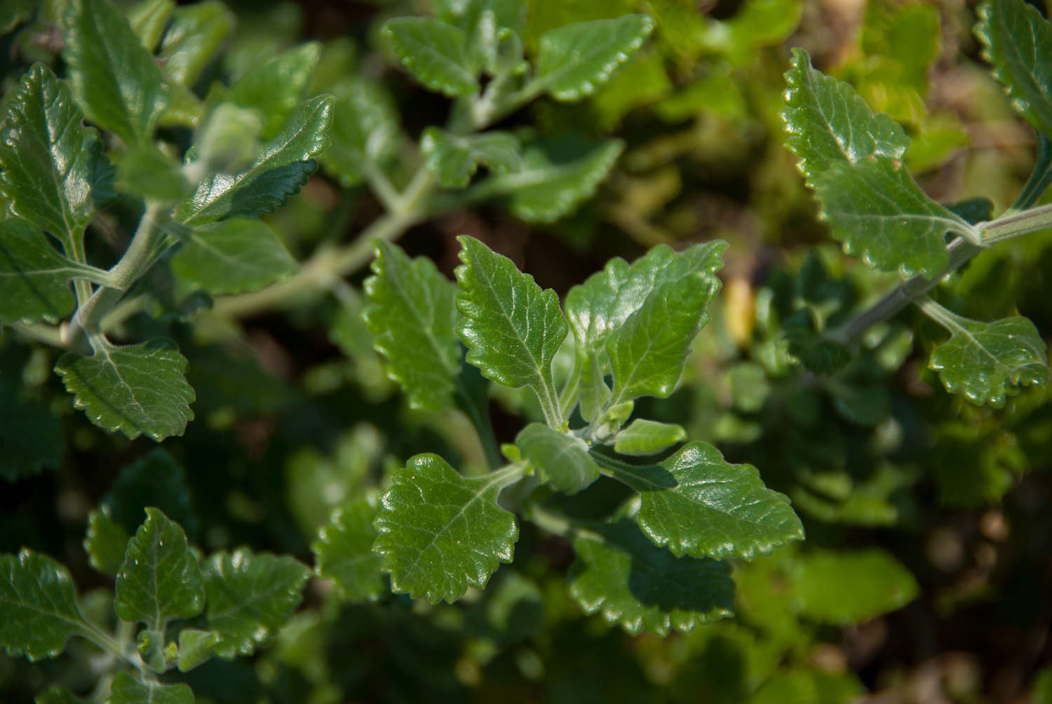 Germandrée glauque (Crédits : Cédric Seguin - Naturals Solution) Germandrée glauque