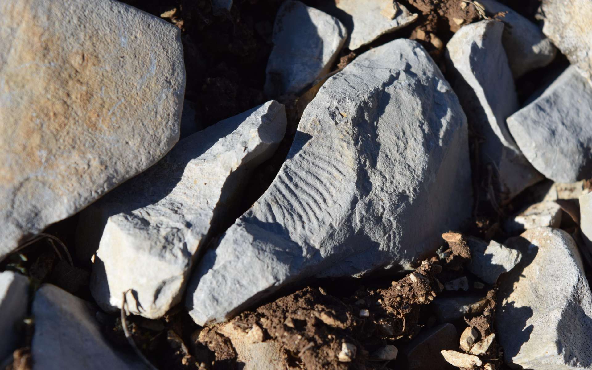 Ammonite - balade des Gorges du Riou (Crédits : Sabine Meneut) Ammonite - balade des Gorges du Riou (Crédits : Sabine Meneut)