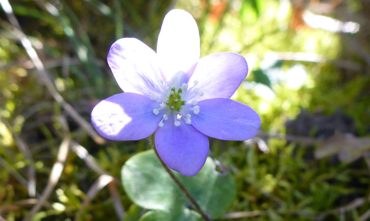 Hepatica nobilis (crédit: Toulourenc Horizon) Hepatica nobilis (crédit: Toulourenc Horizon)