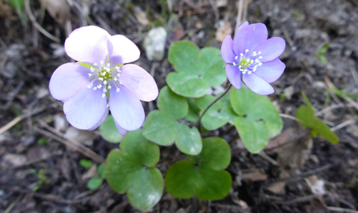 Hepatica nobilis (crédit: Toulourenc Horizon) Hepatica nobilis (crédit: Toulourenc Horizon)